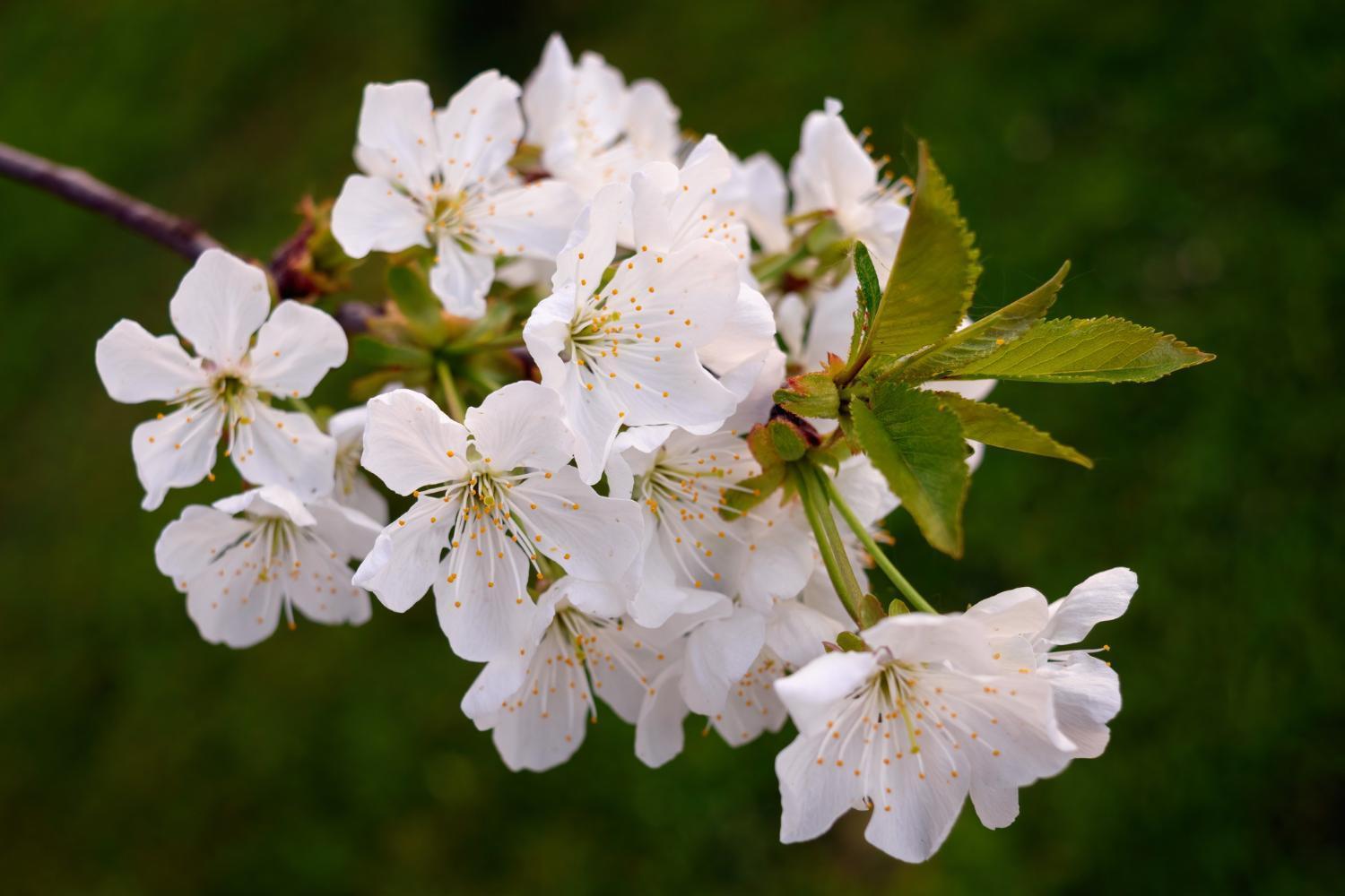 Room In Guest Room - Double Room Apple Blossom Schuttertal 외부 사진